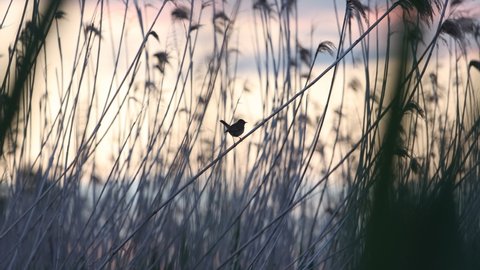 little bird sings on the reed