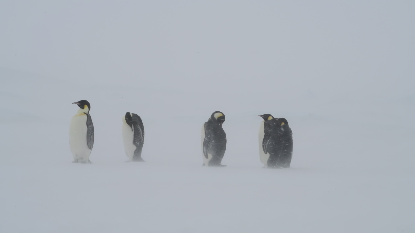 Emperor Penguins in snow storm on the ice in Antarctica Royalty-Free Stock Footage #1065416908