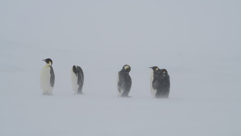 Emperor Penguins in snow storm on the ice in Antarctica