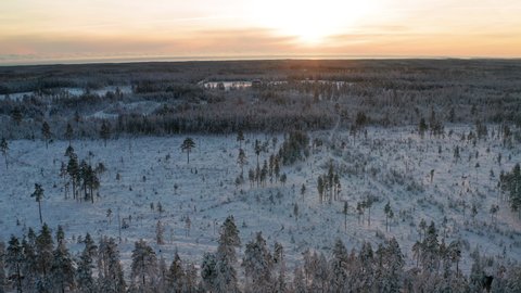 Breathtaking Sunset fly at high attitude backward over Snow Covered Pine Tree Forest Landscape In Northern Scandinavia.