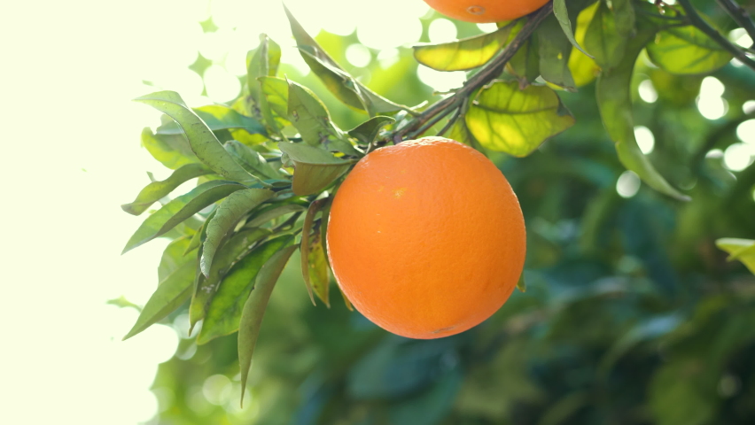 A man's hand checks the ripeness of oranges in an orange grove. Royalty-Free Stock Footage #1065420739