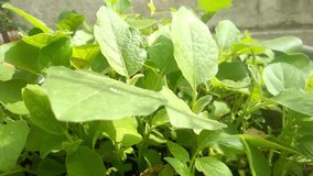 Brinjal small plants its green leaves in gardening or in kitchen garden 5 second video clip