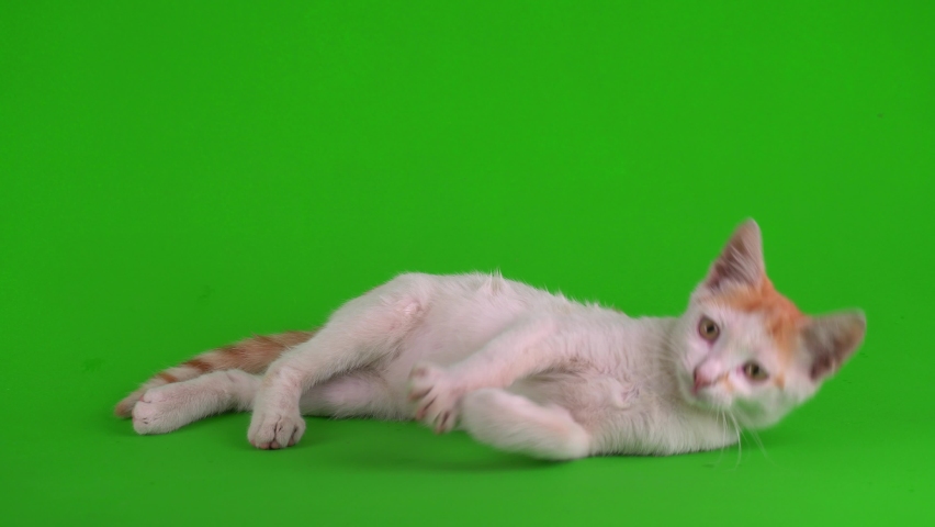 White-red cat kitten plays on a green background screen. Royalty-Free Stock Footage #1065421684