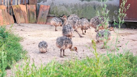 Little ostrich chicks walking on the farm. Group of domestic birds outdoors. Ostrich farming concept.