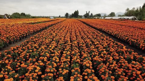 Xochimilco, CDMX, México. OCT. 27, 2018. Xochimilco fields. Each year, the families grow up Cempasuchil flowers for the Day of the deads in Mexico.  