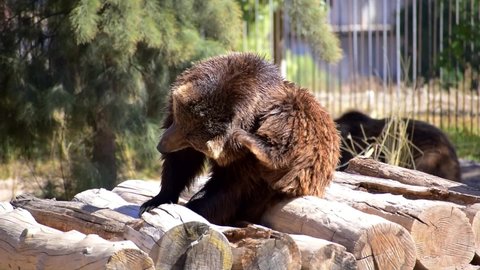 A  grizzly bear scratching its ears over a rock in nature. Animals in the wild. Bears.