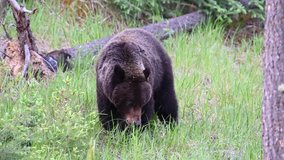 Grizzly bear in the Canadian Rockies