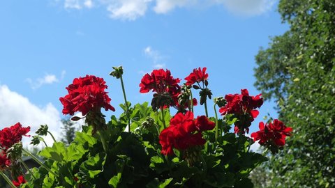 Red Geranium flower blossoms flutter in the breeze, with blue sky in the background, on a sunny day.