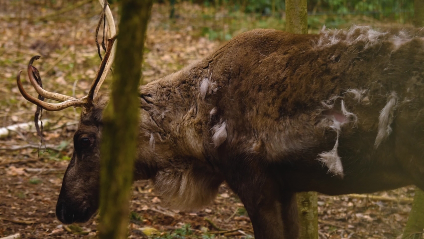 Close up of reindeer standing in the woods on a sunny day in autumn.	