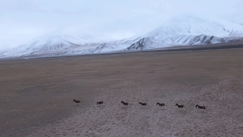 Wild donkeys running in a nature reserve in Tibet of China Royalty-Free Stock Footage #1065439948