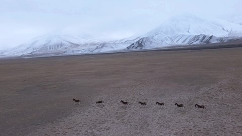 Wild donkeys running in a nature reserve in Tibet of China