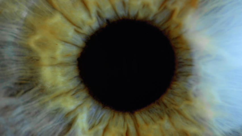 Human eye iris contracting. Extreme close up. | Shutterstock HD Video #1065442792