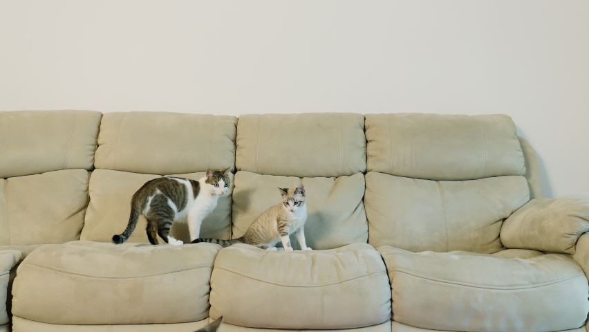 Two kittens and a little girl playing on the couch. 4K
