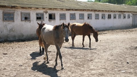 Impressive view of four beautiful brown horses standing, walking and relaxing at a long old barn with windows on a sunny day in summer in slow motion.