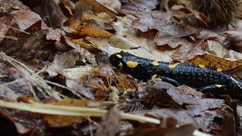  	fire salamander (Salamandra salamandra) close-up