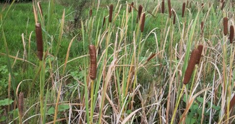 Cattail (Typha latifolia) also known as Bulrush. Bulrush plants on the side of the lake 