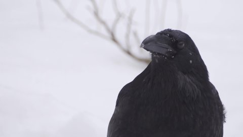 Portrait of common raven (Corvus corax) during snowfall