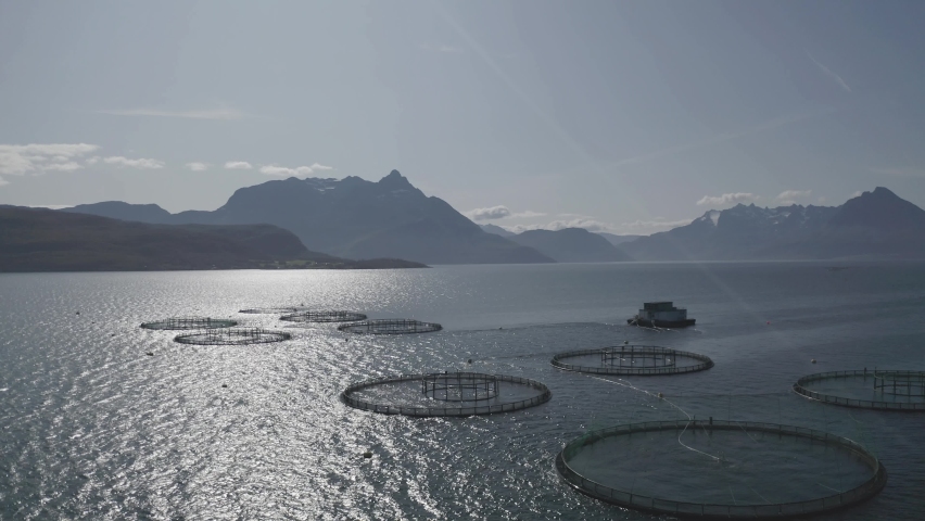 Aerial view around intensive salmon farm in a Norwegian fjord, North Norway Lofoten island Royalty-Free Stock Footage #1065459538