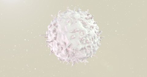 Lymphocyte flow animation. T-Cell under microscope