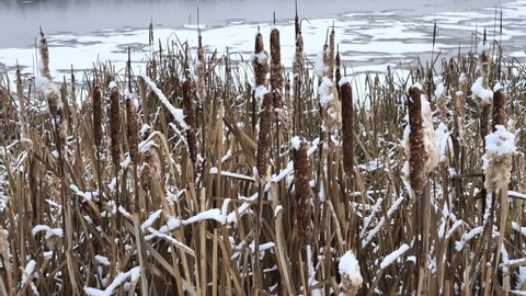 Cattail Plant Covered in Snow,Typha plant