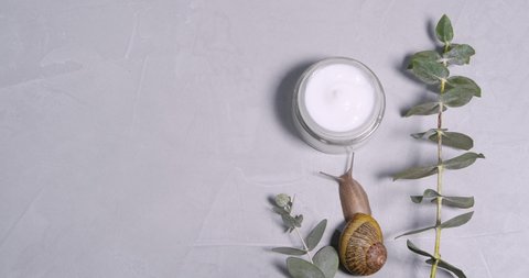Snail moving near jar of cream and eucalyptus branch on light grey surface, top view. Skin care product with mucin