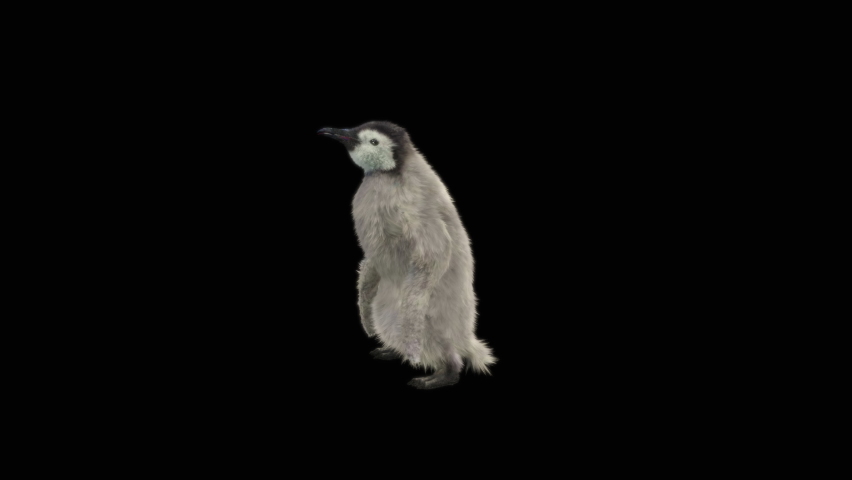 Penguin Dancing CG fur 3d rendering animal realistic CGI VFX Animation  Loop alpha dance composition 3d mapping, Included in the end of the clip with Alpha matte. | Shutterstock HD Video #1065479599
