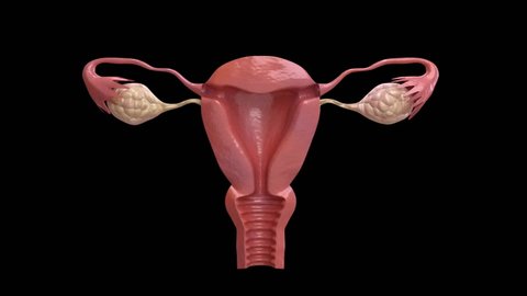 3D animation of isolated human uterus rotating in loop. female reproductive system