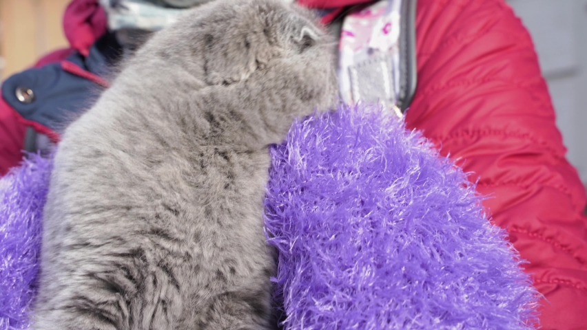 girl holding a little kitten. protection, care of animals.