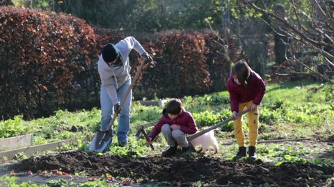 Father and two children, sons, working together in garden, digging, preparing the soil for the winter time