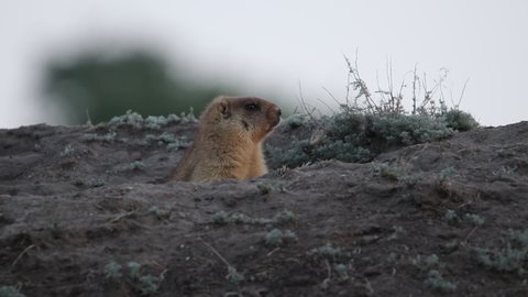 A young groundhog looks out of the hole and looks around. He's wary and looks at the camera. Beautiful marmota bobak.