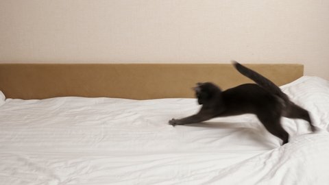 Beautiful playful gray cat runs on a white bed.