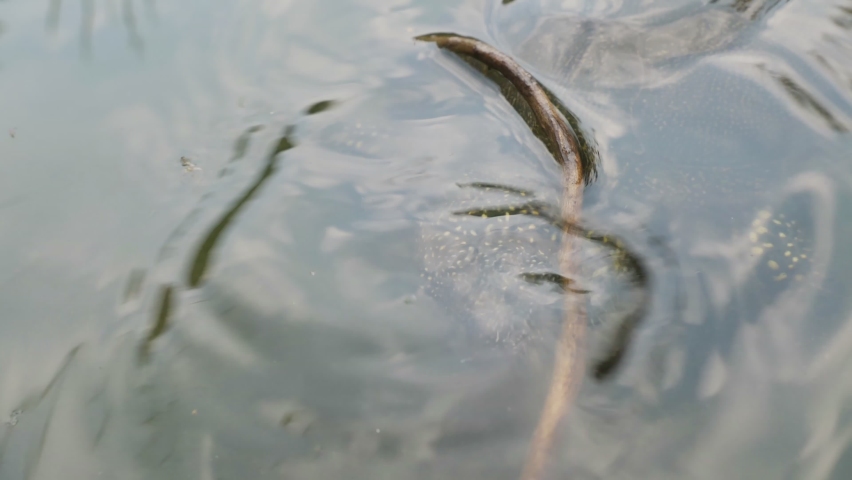 european pond turtle pop up its head out of the water, 50 fps, several takes, emys orbicularis
