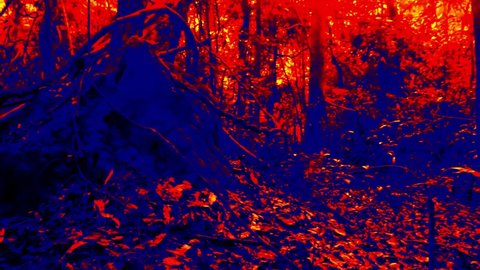 Old tropical forest, rainforest. Shadows are blue and sunny tree tops are orange depending on the temperature. Termitary in foreground. Scanning plants temperature with thermal imager