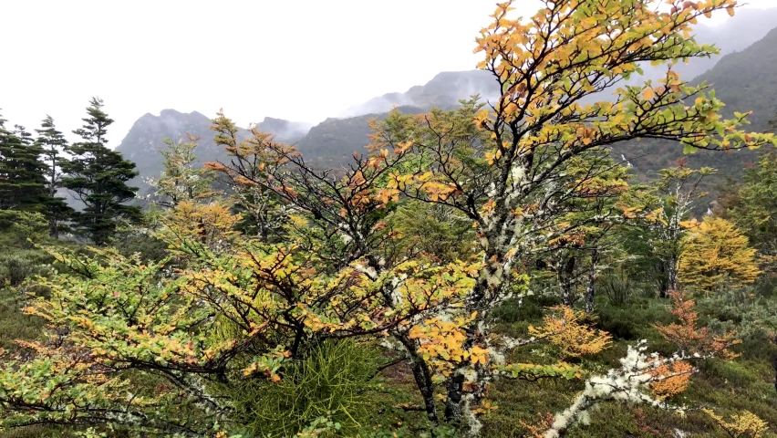 Typical vegetation of the Chilean Patagonian fjords in the land of fire during a walking tour.