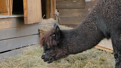 Portrait of funny cute black alpaca eating hay at farm - slow motion. Summer time, daylight. Farming, feeding, agriculture industry, livestock and animal husbandry concept