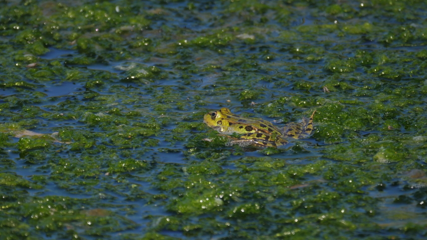 Green frog croaking over vegetation on the surface of a pond. Endangered wildlife concept