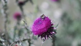 A wasp gathering pollen at a purple beautiful thistle flower on a field on a sunny day. Clip. Green summer meadow with grass and flowers swaying in the wind.
