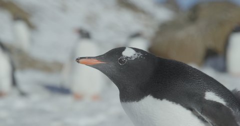 Antarctica - A Gentoo Penguin (Pygoscelis papua) lying in the snow at a penguin colony on the Antarctic Peninsula looks down the lens