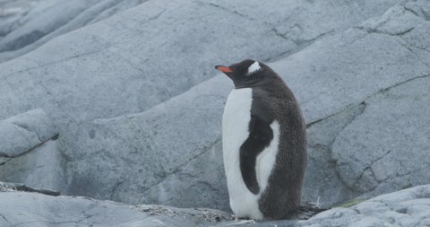 Antarctica - A Gentoo Penguin (Pygoscelis papua) sits by some rocks in the snow at a penguin colony on the Antarctic Peninsula