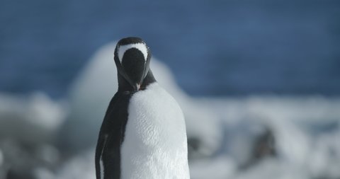 Antarctica - A Gentoo Penguins (Pygoscelis papua) preens its feathers at a penguin colony on the Antarctic Peninsula