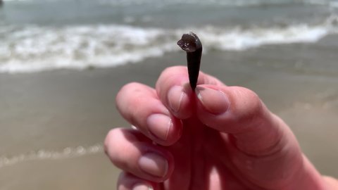 Female hand holding a trumpet snail on the beach.
