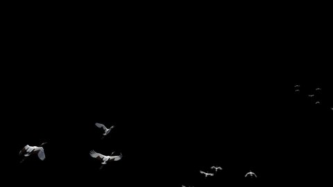 Migration of red-crowned cranes, migratory birds flying away from homeland in slow motion on a black background, Alpha animation, used in scene composition