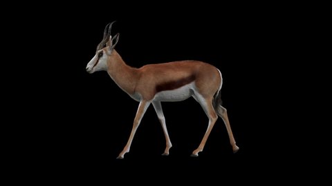Side view animation of a springbok walking leisurely, a brown springbok on a black background, with Alpha