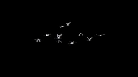 Beautiful red-crowned cranes flying from right to left in slow motion, Alpha animation, used in scene composition