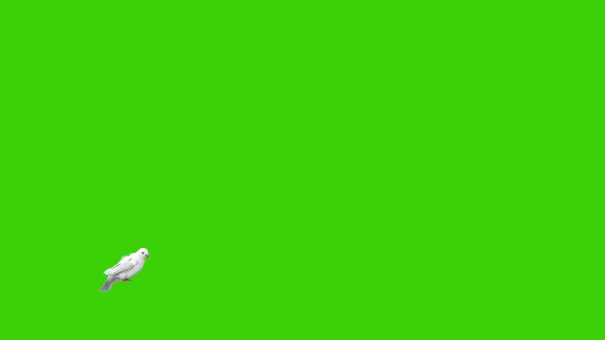 Animation of a white pigeon taking off in slow motion in a green screen background, used in sky background composition Royalty-Free Stock Footage #1065513874