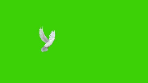 Animation of a white pigeon taking off in slow motion in a green screen background, used in sky background composition
