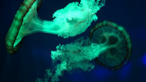 Shiny vibrant fluorescent jellyfish glow underwater, dark neon dynamic pulsating ultraviolet blurred background. Fantasy hypnotic mystic psychedelic dance. Vivid phosphorescent cosmic medusa dancing.