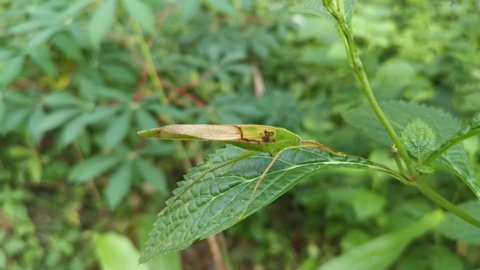 the green katydid resting on the weed's leaves.
