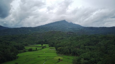 Paddy rice field under mountain valley aerial view