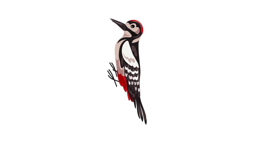Woodpecker Icon Animation Best Object Stock Footage Video 100 Royalty Free Shutterstock